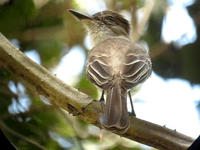 Copetón Puertorriqueño - ML201965161