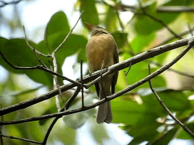 Lesser Antillean Pewee (Puerto Rico) - ML201965171