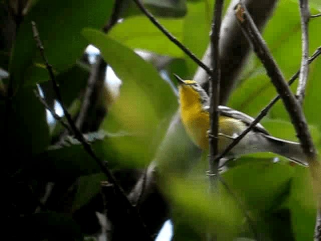 Adelaide's Warbler - ML201965181