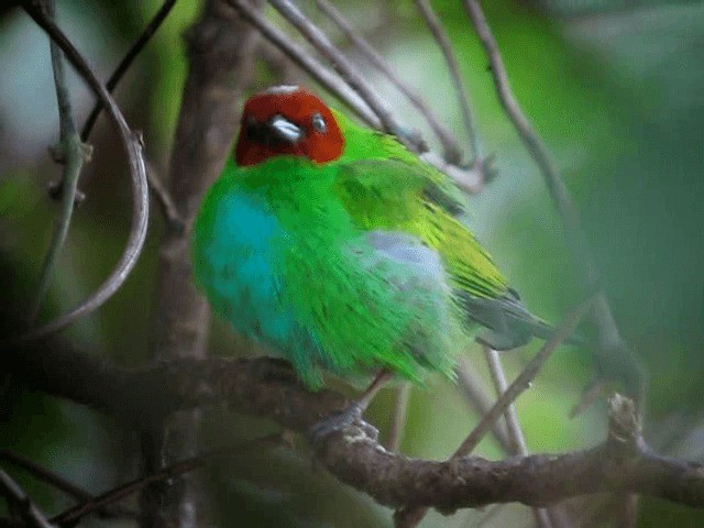 Bay-headed Tanager (Bay-headed) - ML201965201