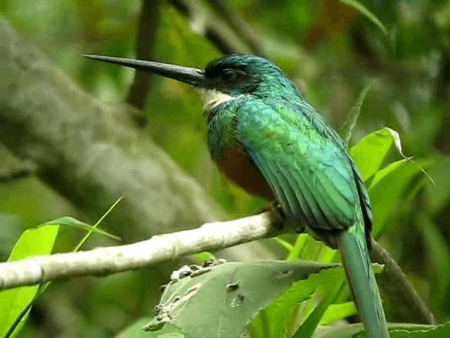 Rufous-tailed Jacamar - ML201965241