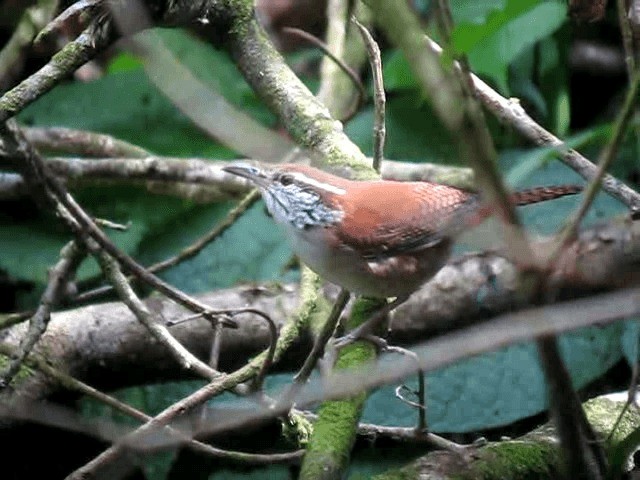 Rufous-and-white Wren - ML201965251