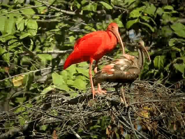 ibis rudý - ML201965291