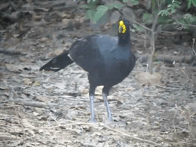 Yellow-knobbed Curassow - ML201965301