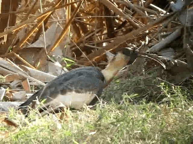 Buff-necked Ibis - ML201965311