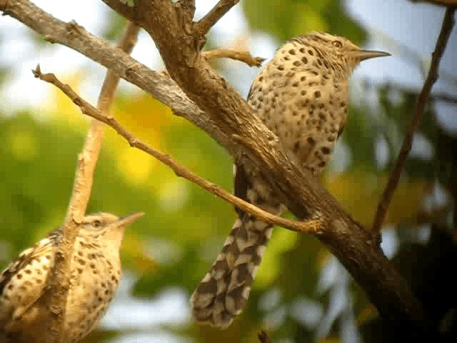 Stripe-backed Wren - ML201965341