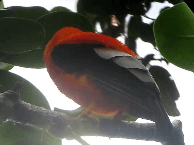 Gallito de las Rocas Peruano - ML201965361