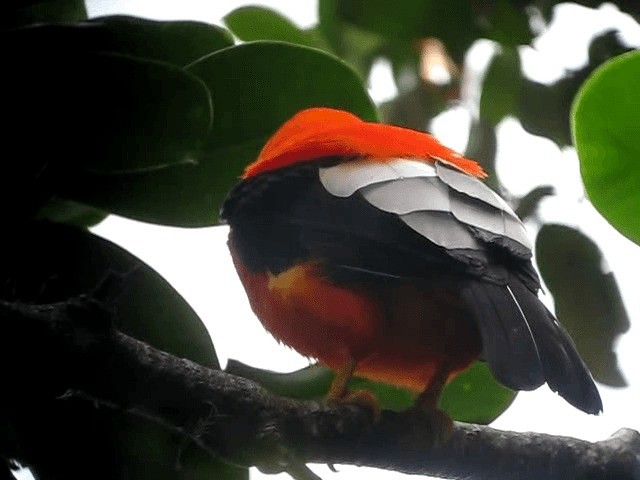 Gallito de las Rocas Peruano - ML201965371