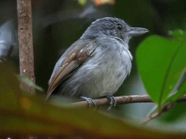 Mouse-colored Antshrike - ML201965491