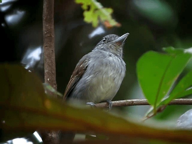 Mouse-colored Antshrike - ML201965501