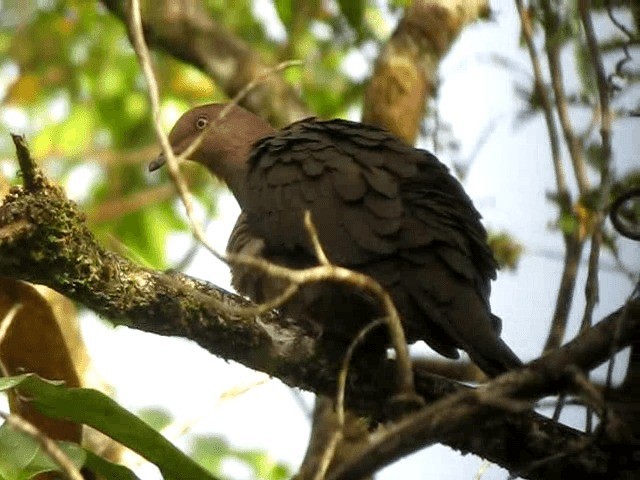 Plumbeous Pigeon - ML201965541