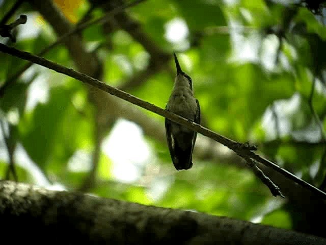 Blue-tailed Emerald - ML201965551