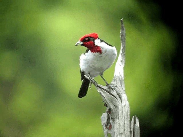 Masked Cardinal - ML201965561