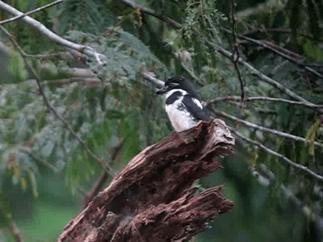 Pied Puffbird (Greater) - ML201965571