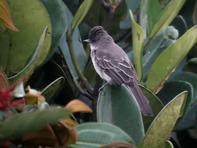 Swainson's Flycatcher - ML201965631