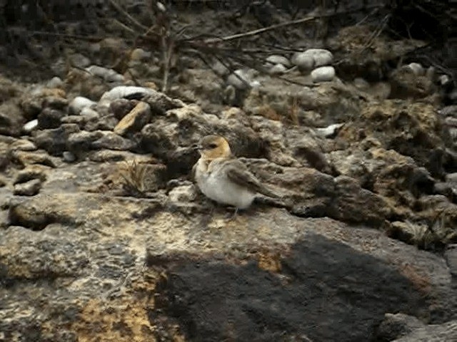 Golondrina Cabecicastaña - ML201965641