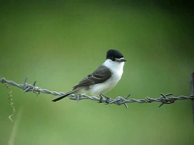 White-naped Xenopsaris - ML201965691