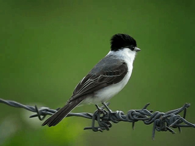 White-naped Xenopsaris - ML201965701