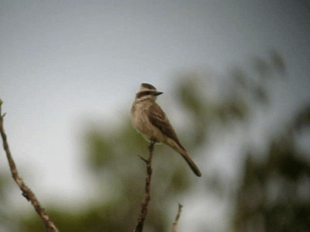 Variegated Flycatcher - ML201965711