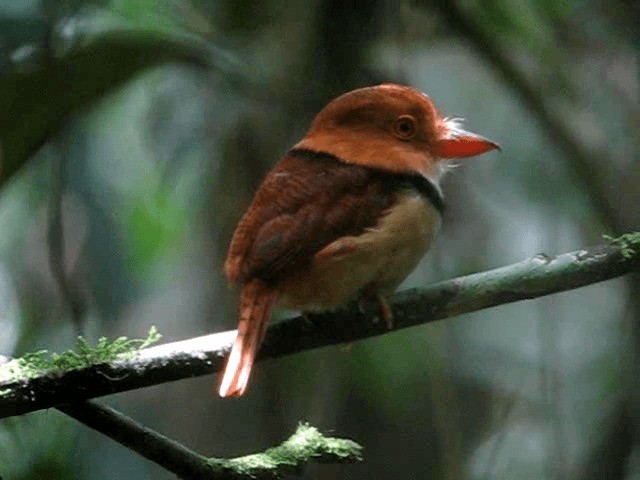 Collared Puffbird - ML201965791