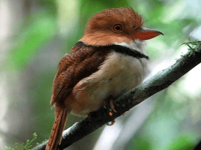 Collared Puffbird - ML201965801