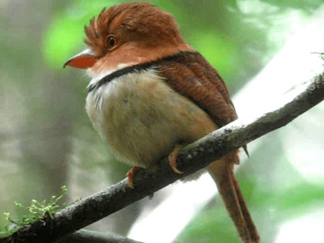 Collared Puffbird - ML201965811