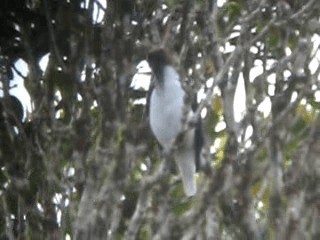 Bearded Bellbird - ML201965851