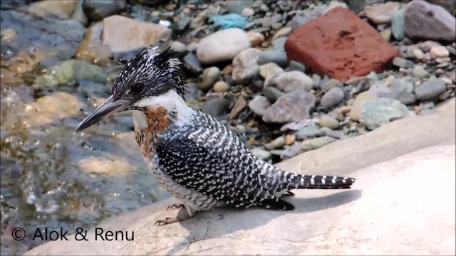 Crested Kingfisher - ML201965901