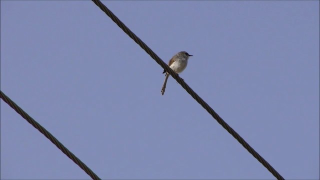 gråbrystprinia - ML201965911