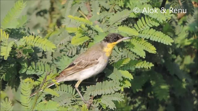 Western Yellow Wagtail (feldegg) - ML201965931