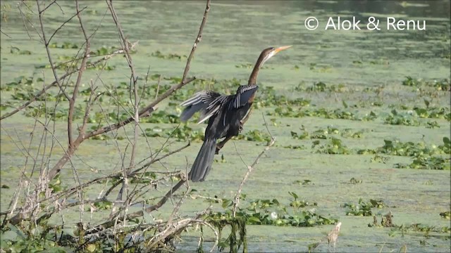 Oriental Darter - ML201966041