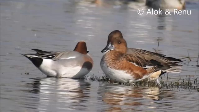 Eurasian Wigeon - ML201966051