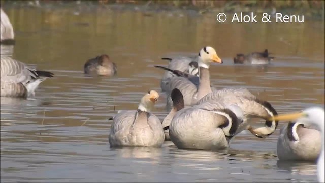 Lesser White-fronted Goose - ML201966061