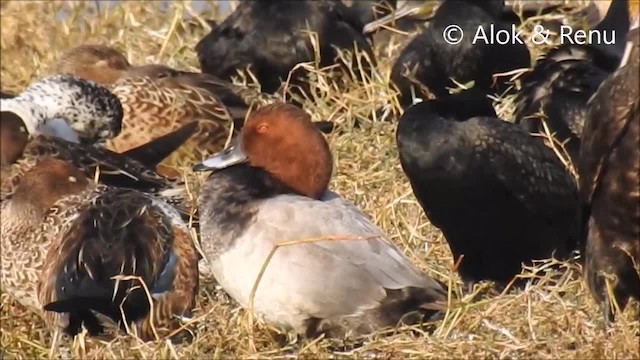 Common Pochard - ML201966071