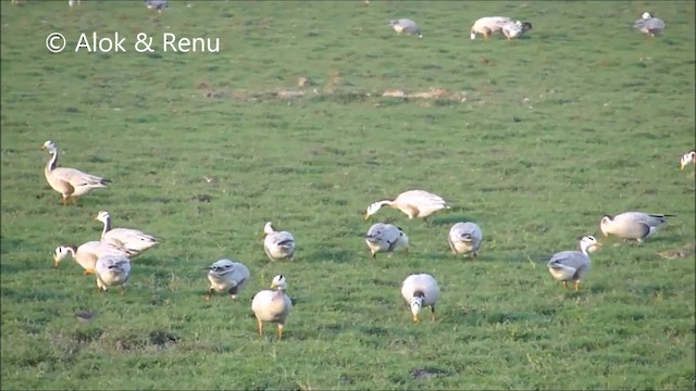 Bar-headed Goose - ML201966141