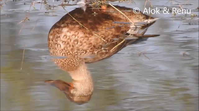 Northern Shoveler - ML201966211