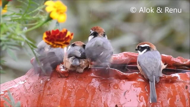 Black-throated Tit (Red-headed) - ML201966241