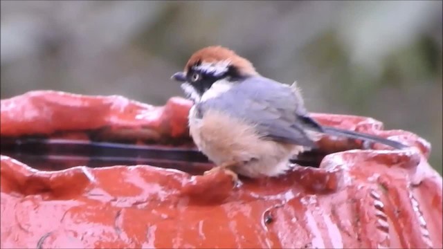 Black-throated Tit (Red-headed) - ML201966251