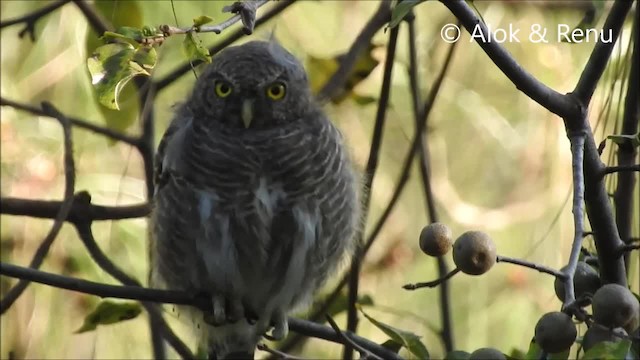 Asian Barred Owlet - ML201966271