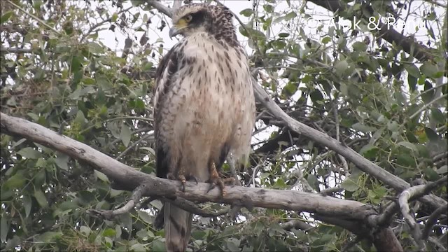 Crested Serpent-Eagle (Crested) - ML201966341