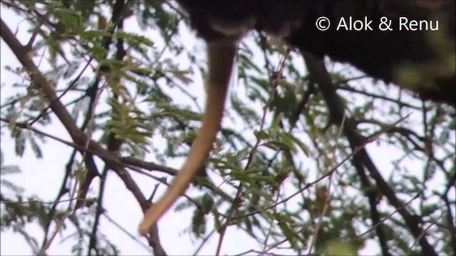 Crested Serpent-Eagle (Crested) - ML201966361