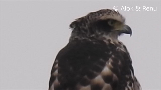 Haubenschlangenadler [cheela-Gruppe] - ML201966371