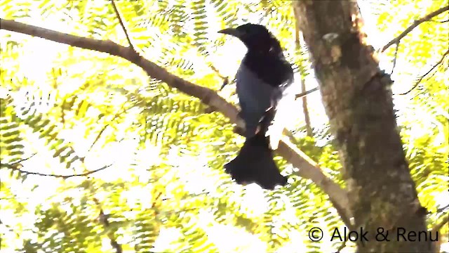 カンムリオウチュウ（hottentottus／brevirostris） - eBird