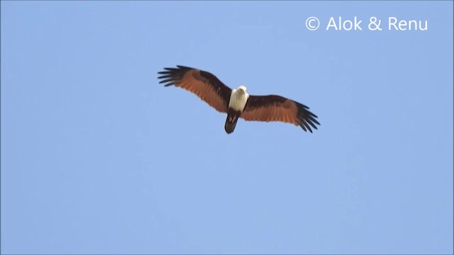 Brahminy Kite - ML201966441