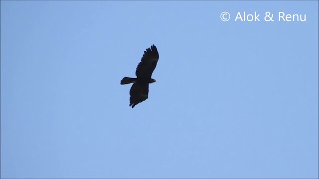 Águila Milana - ML201966481