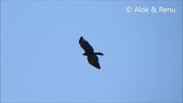 Águila Milana - ML201966491