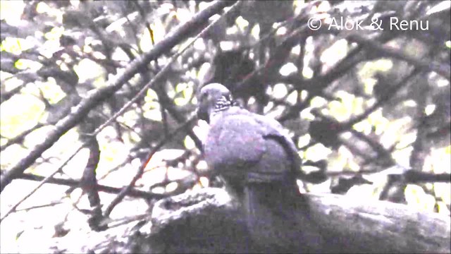 holub nilgirský - ML201966531