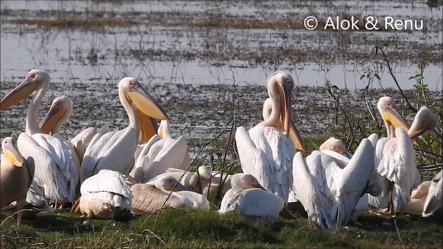 Great White Pelican - ML201966541