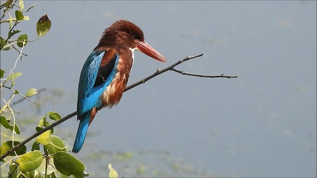 アオショウビン - eBird