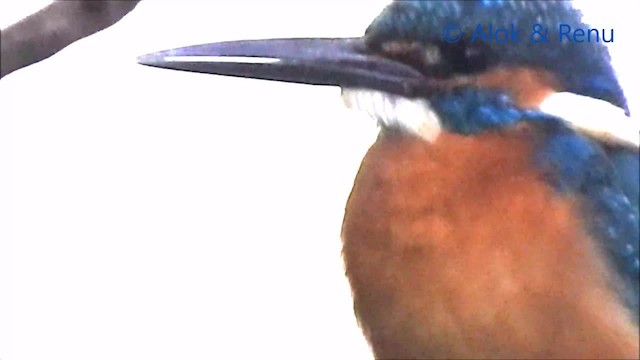 Common Kingfisher (Common) - ML201966571